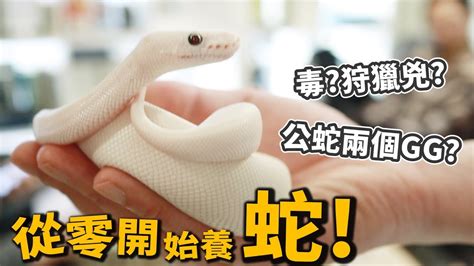 家裡有神明可以養蛇嗎